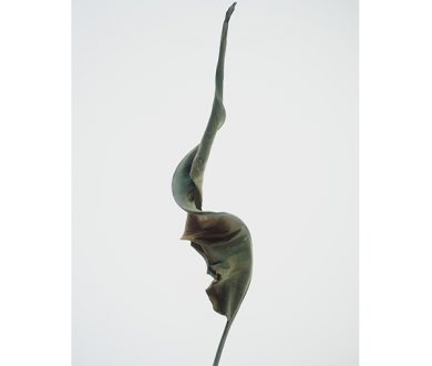 'Strelizia Voluted' by Virginia Woods-Jack (2017)