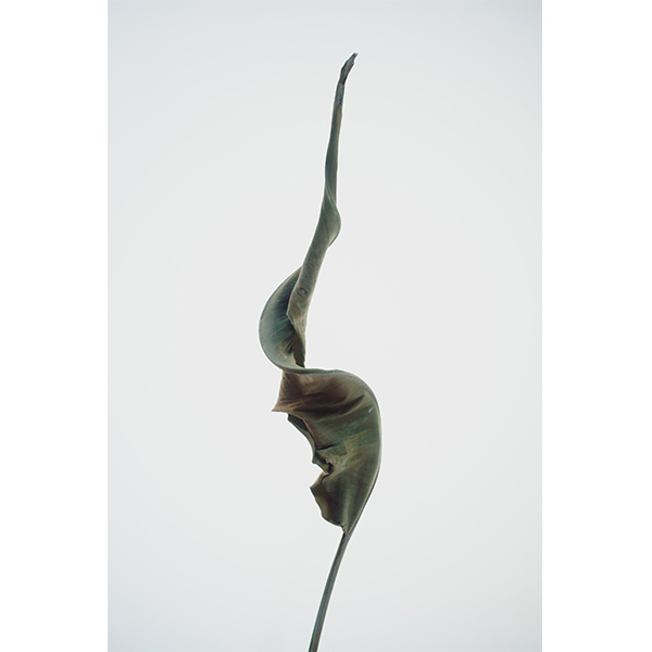 'Strelizia Voluted' by Virginia Woods-Jack (2017)