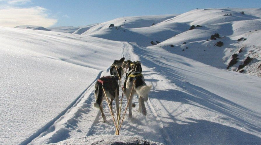 A day of dog sledding The Denizen
