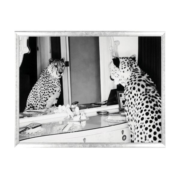 Cheetah Looking In Mirror Print