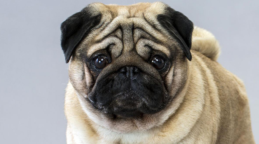hug a pug day