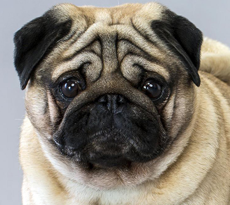 hug a pug day hug a pug day is a thing and it s coming to a park near you the denizen hug a pug day hug a pug day is a thing and it s coming to a park near you the denizen