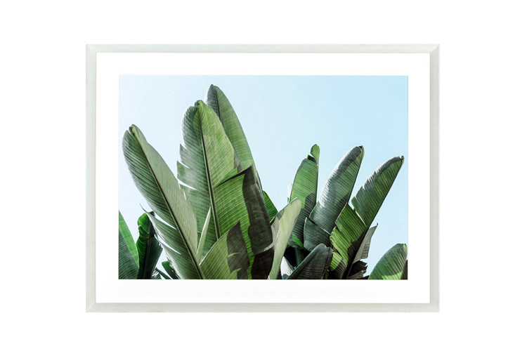 Banana leaves Print