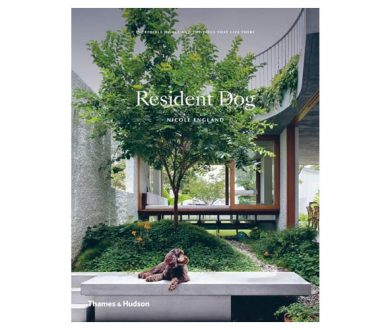 Resident Dog by Nicole England