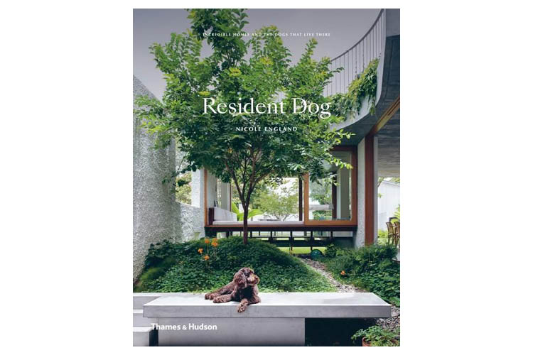 Resident Dog by Nicole England