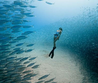 Ocean Film Festival
