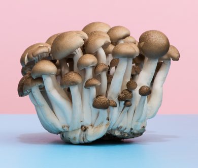 Yet to try functional mushrooms? Catch up on the wellness world’s enduring obsession with fungi