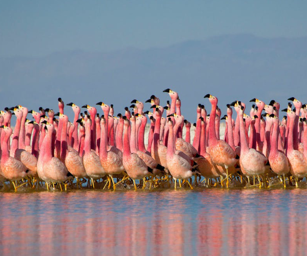 Planet Earth II