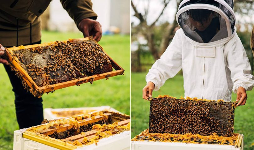 We’re one step closer to saving the bees thanks to this innovative hive business