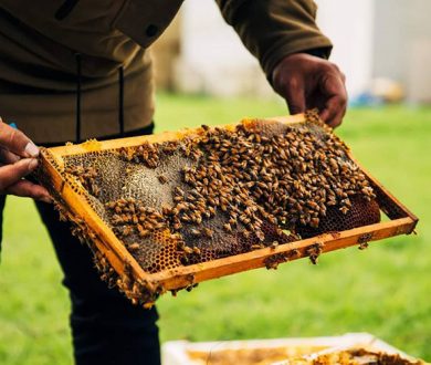 We’re one step closer to saving the bees thanks to this innovative hive business