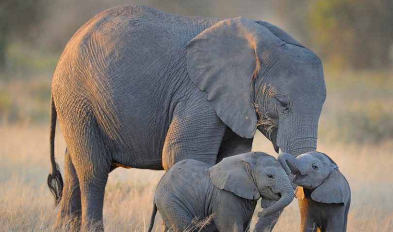 Life-Changing journeys: Help endangered wildlife at this incredible conservation in Zimbabwe