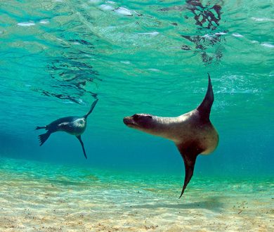 Life-Changing Journeys: the pristine Galapágos islands provide the ultimate nature and wildlife excursion