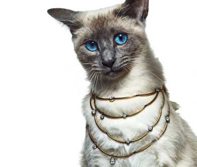 These fine felines show off the jewels that belong at the top of your wishlist