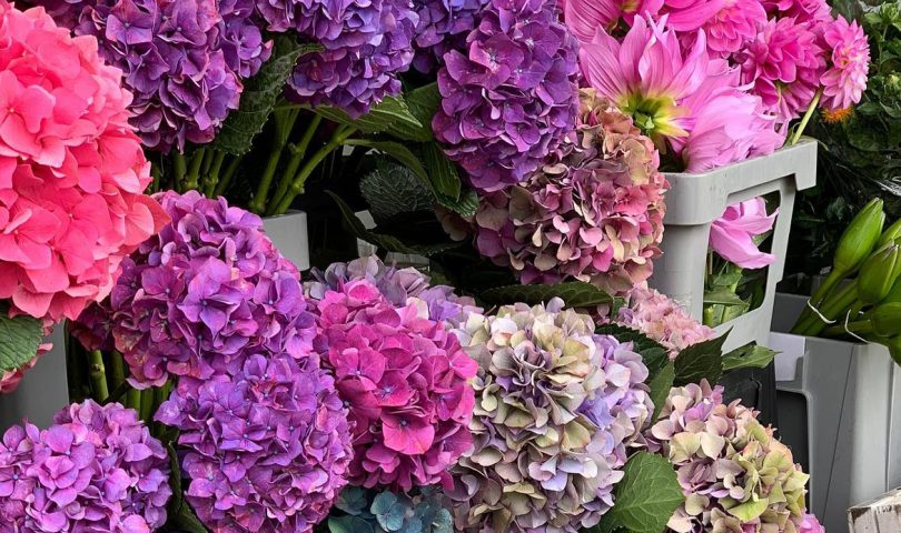 Get ready to have fresh floral bouquets brightening your home