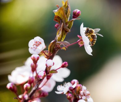 5 things you can do to help the local bee population this Bee Aware Month and beyond