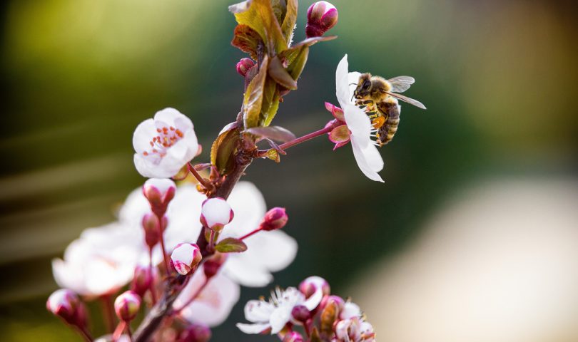 5 things you can do to help the local bee population this Bee Aware Month and beyond