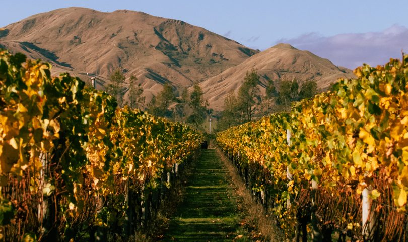 Get to know the story behind Butterworth Estate, the Martinborough vineyard fusing tradition and innovation