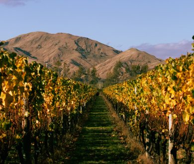 Get to know the story behind Butterworth Estate, the Martinborough vineyard fusing tradition and innovation