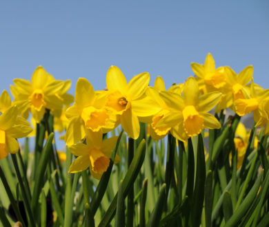 Daffodil Day is going digital to support cancer patients at this difficult time — here’s how you can donate