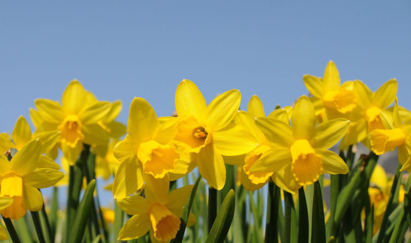 Daffodil Day is going digital to support cancer patients at this difficult time — here’s how you can donate