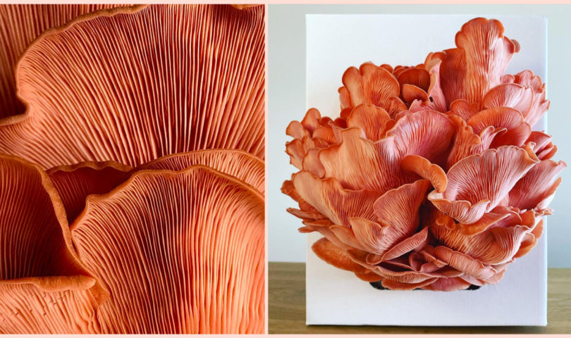 Grow your own mushroom masterpieces with these locally-made at-home kits