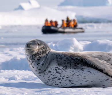 Seeking a novel escape? Immerse yourself in a world of wonder with Ponant’s polar expeditions