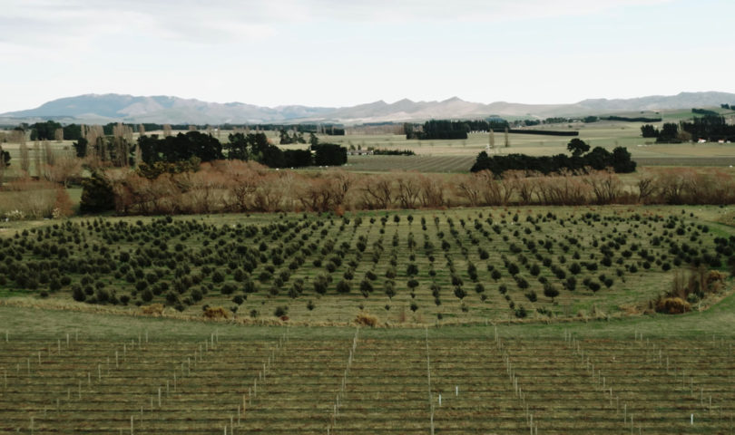 Unearth the magic of the season with a truffle hunt at Kings Truffles