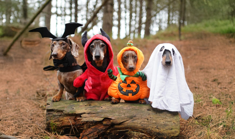 Who let the dogs out? Unleash your beasts in appropriately wild attire