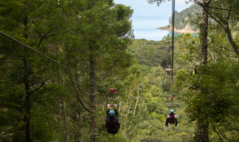 Your chance to discover Waiheke from above with Man O’ War’s Forest Flight Zipline & Kauri Forest Walkway