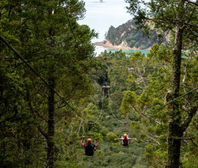 Your chance to discover Waiheke from above with Man O’ War’s Forest Flight Zipline & Kauri Forest Walkway