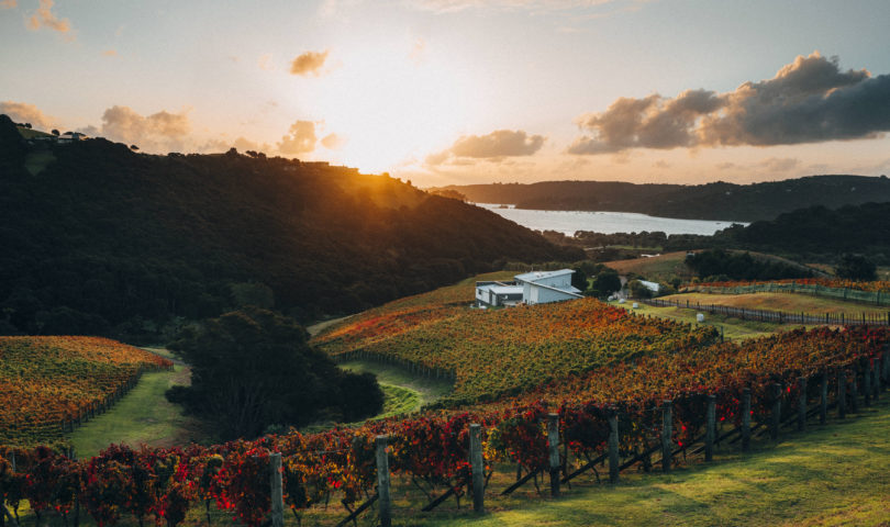 Destiny Bay: The Waiheke vineyard producing some of the world’s most coveted wine