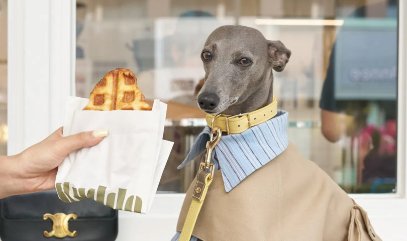 Denizen’s definitive guide to the best dog-friendly eateries in Auckland
