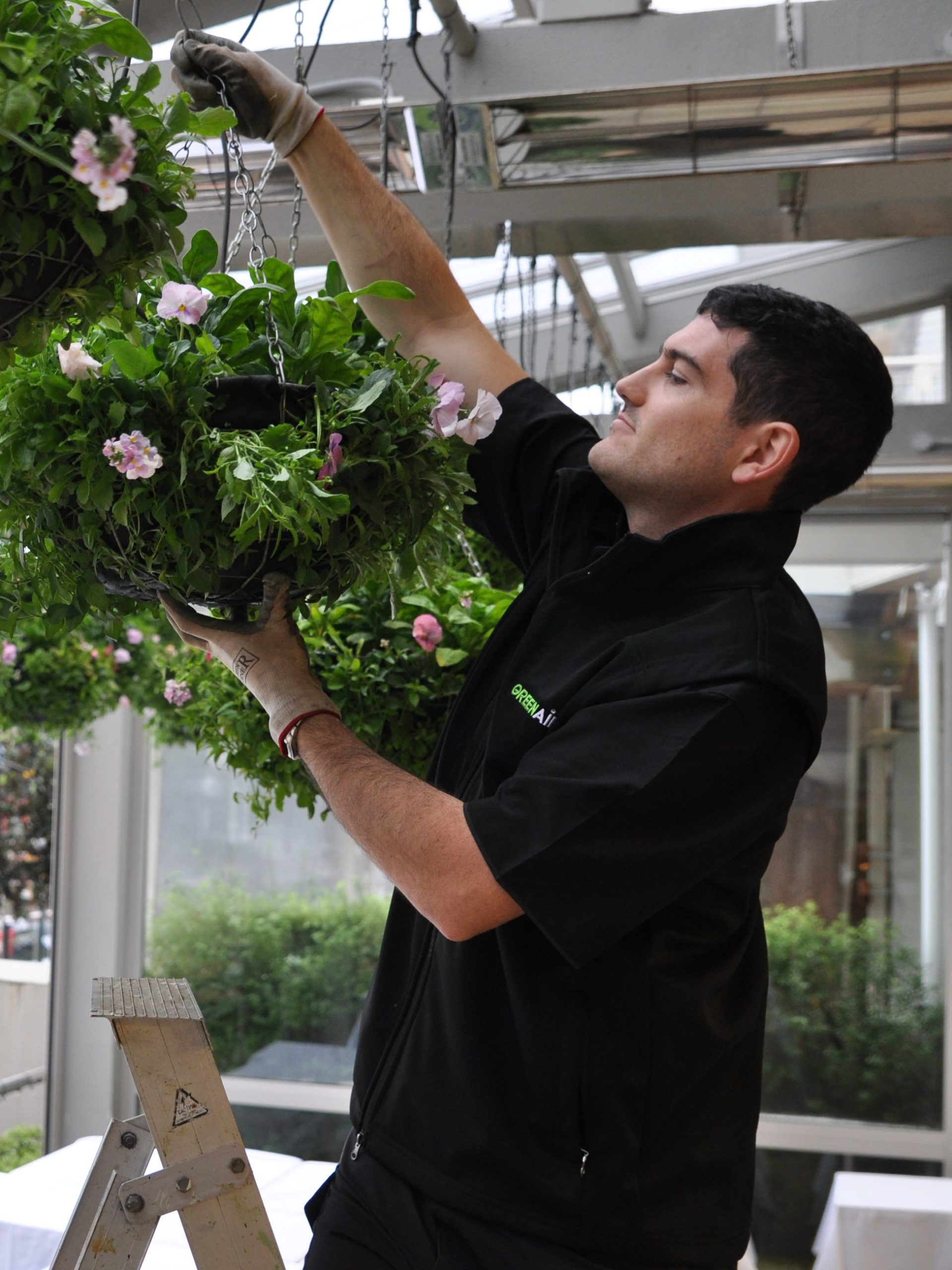 Male horticulturist on a ladder adjusting hanging flower baskets inside Soul Bar's harbourside terrace, Auckland.