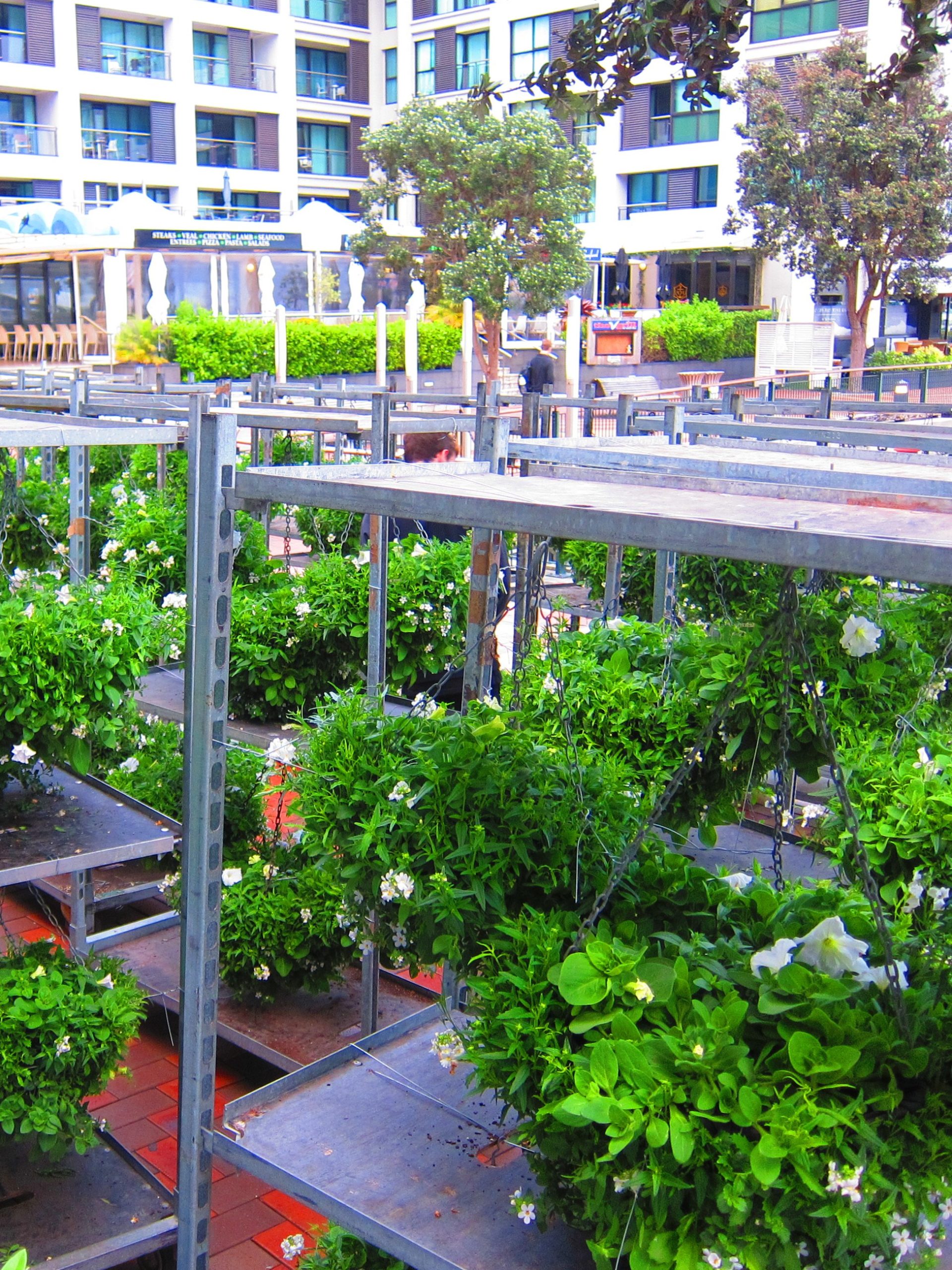 Rows of metal shelving units holding green plants and white flowering baskets in Auckland's Viaduct Harbour plaza.
