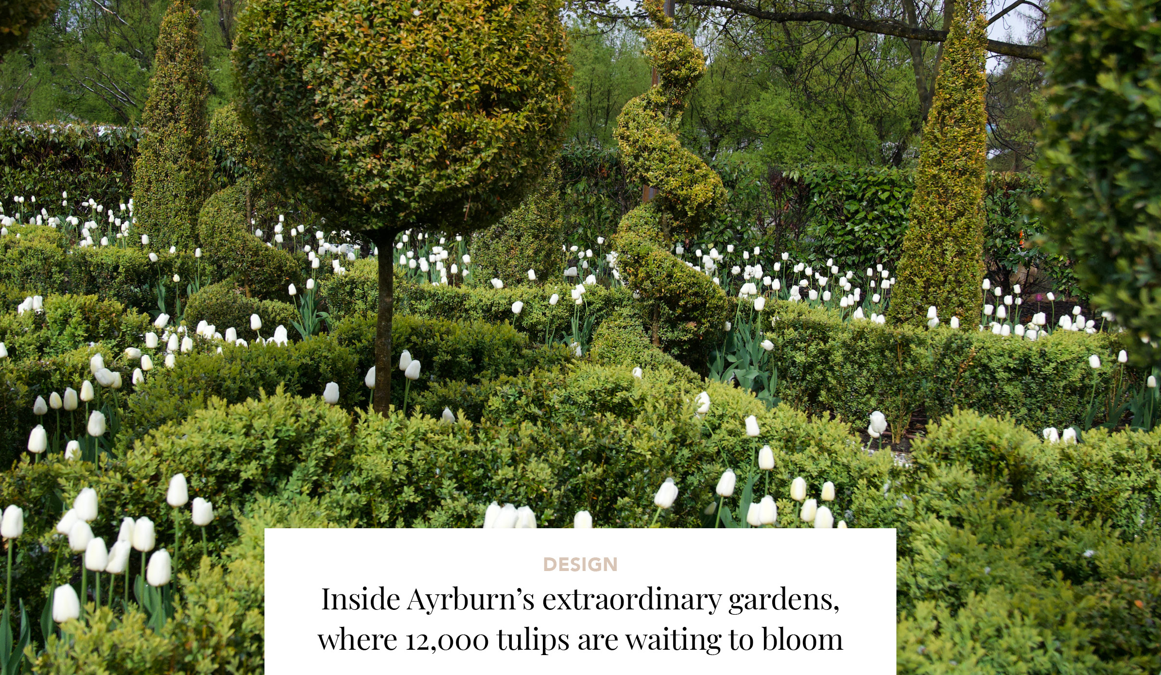 Ayrburn gardens